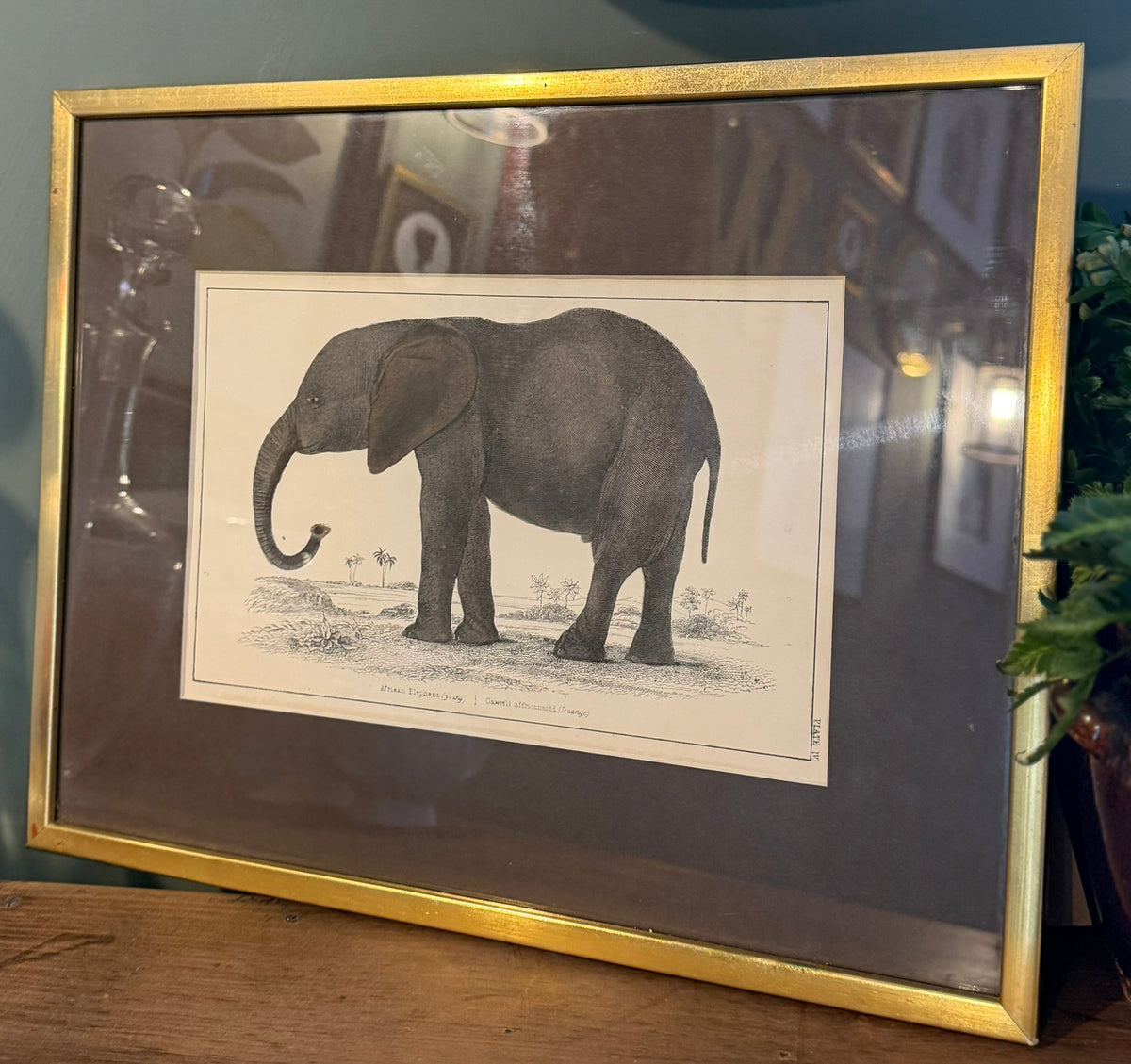 Vintage Framed Natural History Zoological Book Plate Print - Elephant