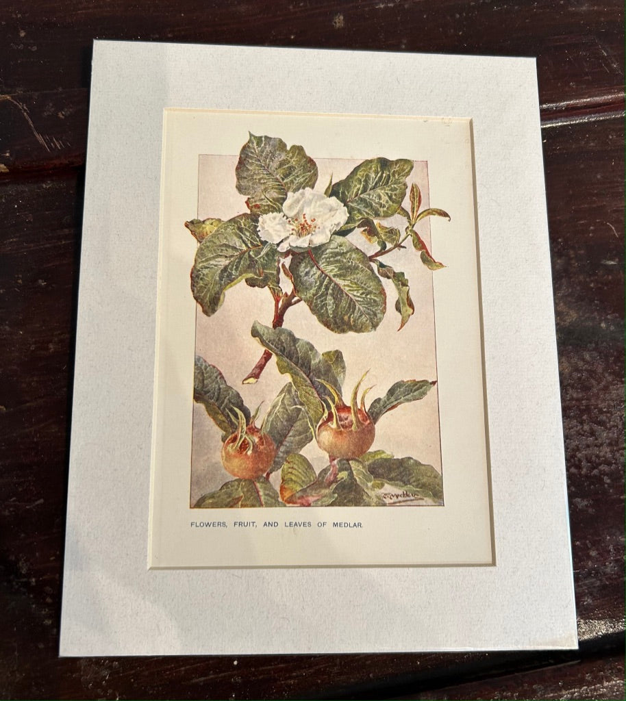 Botanical Mounted Print