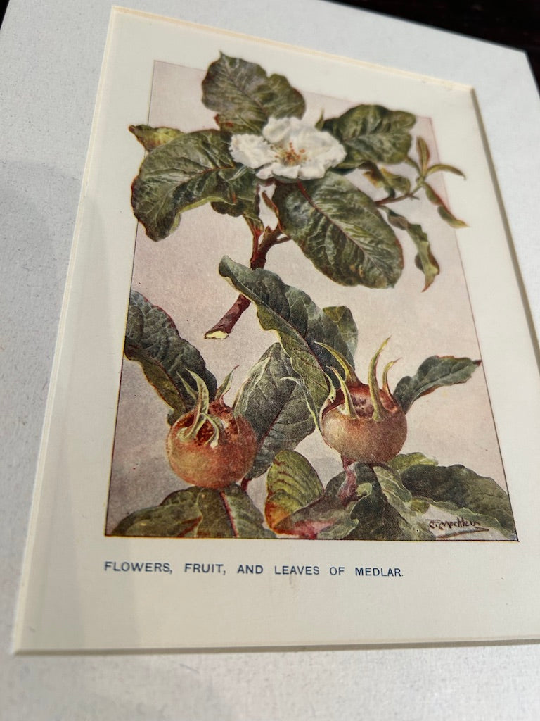 Botanical Mounted Print