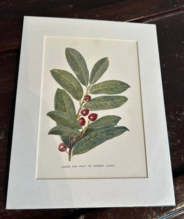 Botanical Mounted Print