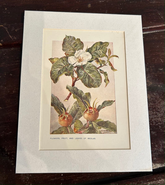 Botanical Mounted Print