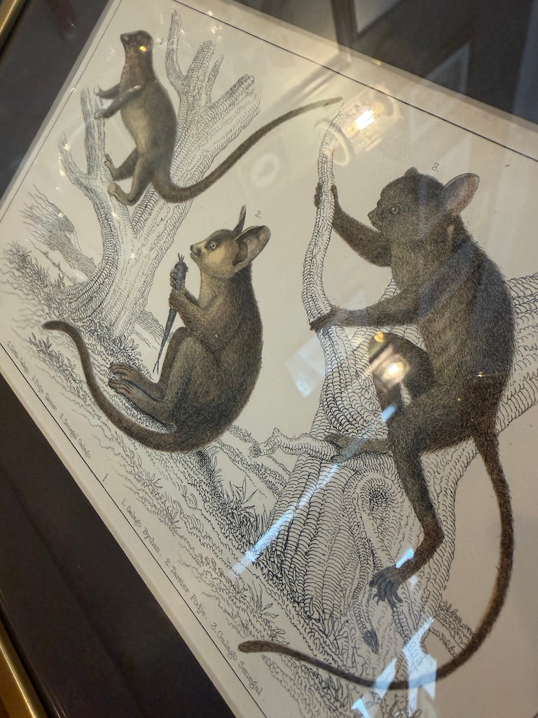 Vintage Framed Natural History Zoological Book Plate Print - Galagos