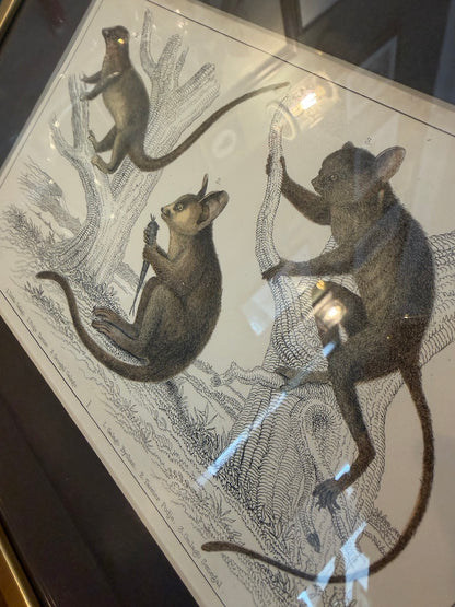 Vintage Framed Natural History Zoological Book Plate Print - Galagos