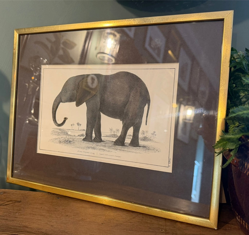 Vintage Framed Natural History Zoological Book Plate Print - Elephant