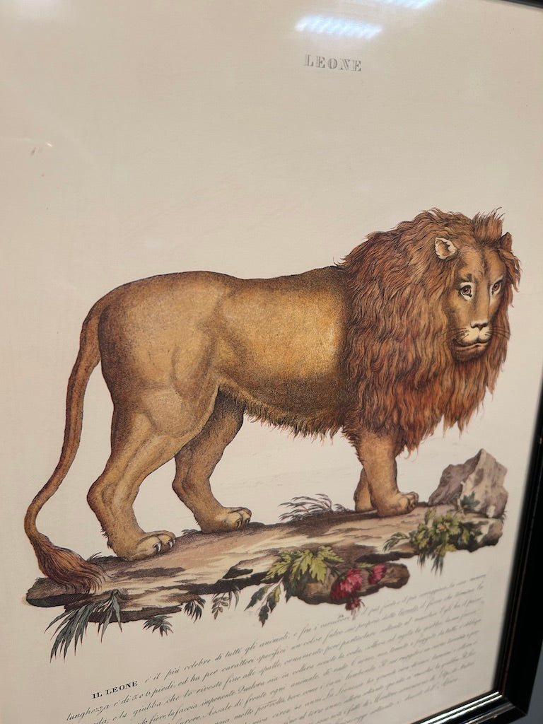 Vintage Zoological Italian Print - Framed