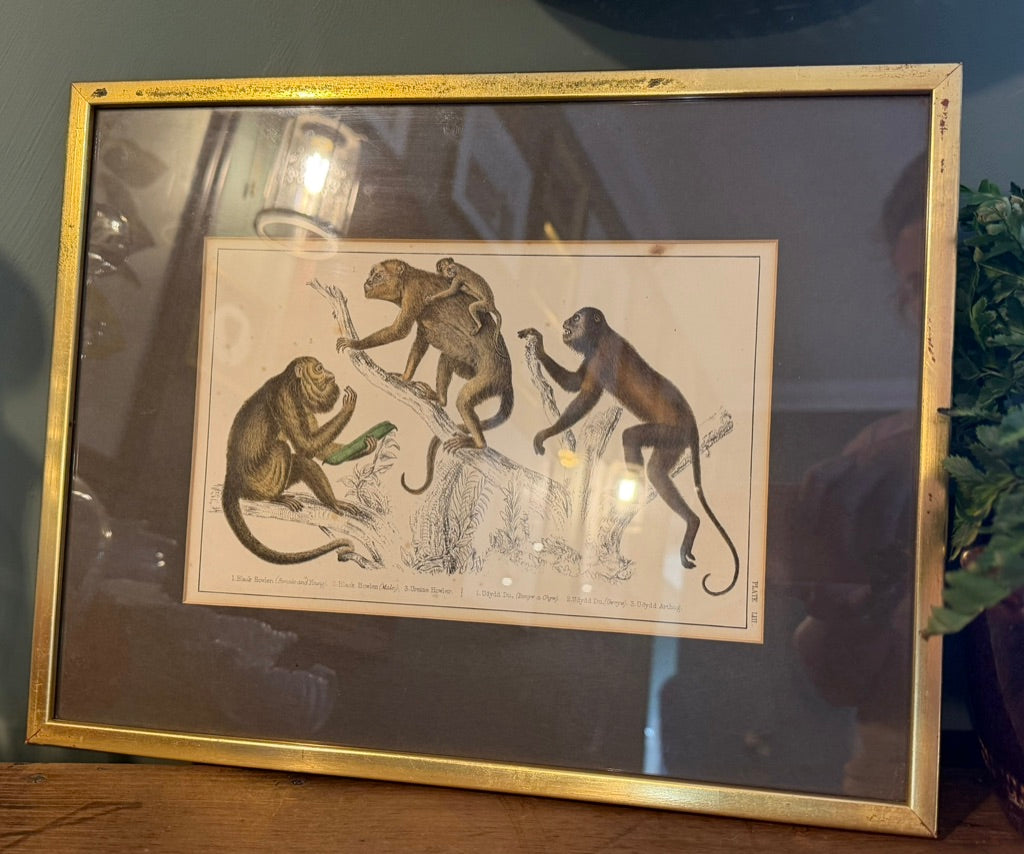 Vintage Framed Natural History Zoological Book Plate Print - Monkeys