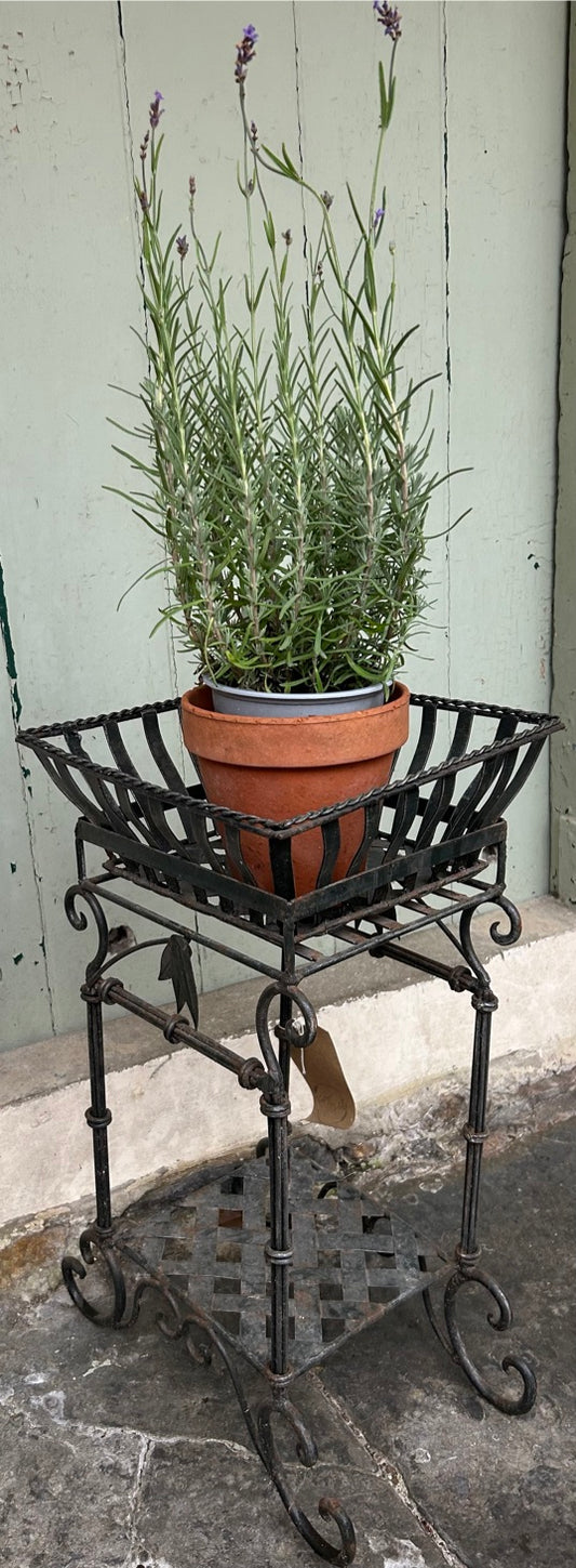 Vintage Cast Iron Plant stand