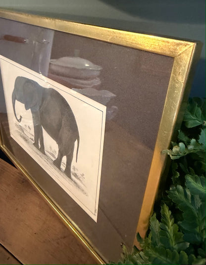 Vintage Framed Natural History Zoological Book Plate Print - Elephant