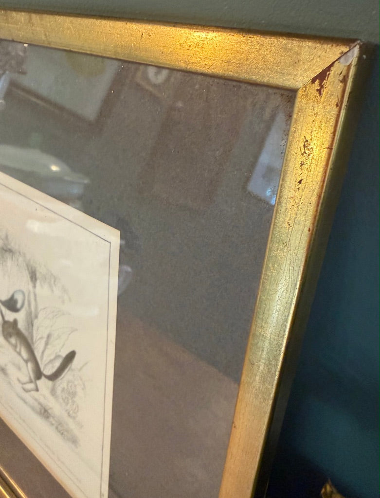 Vintage Framed Natural History Zoological Book Plate Print - Jerboa