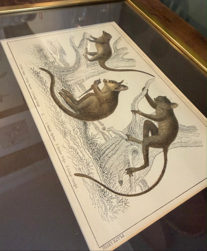 Vintage Framed Natural History Zoological Book Plate Print - Galagos