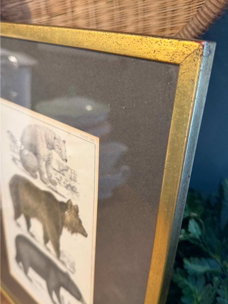 Vintage Framed Book Plate Print - Bear