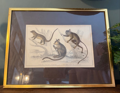 Vintage Framed Natural History Zoological Book Plate Print - Galagos