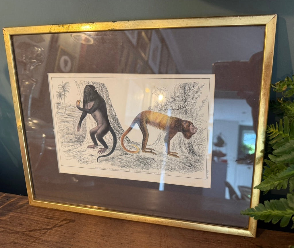 Vintage Framed Natural History Zoological Book Plate Print - Two primates
