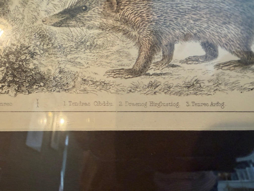 Vintage Framed Natural History Zoological Book Plate Print - Sengi & Tenrec