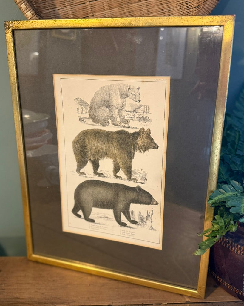 Vintage Framed Book Plate Print - Bear
