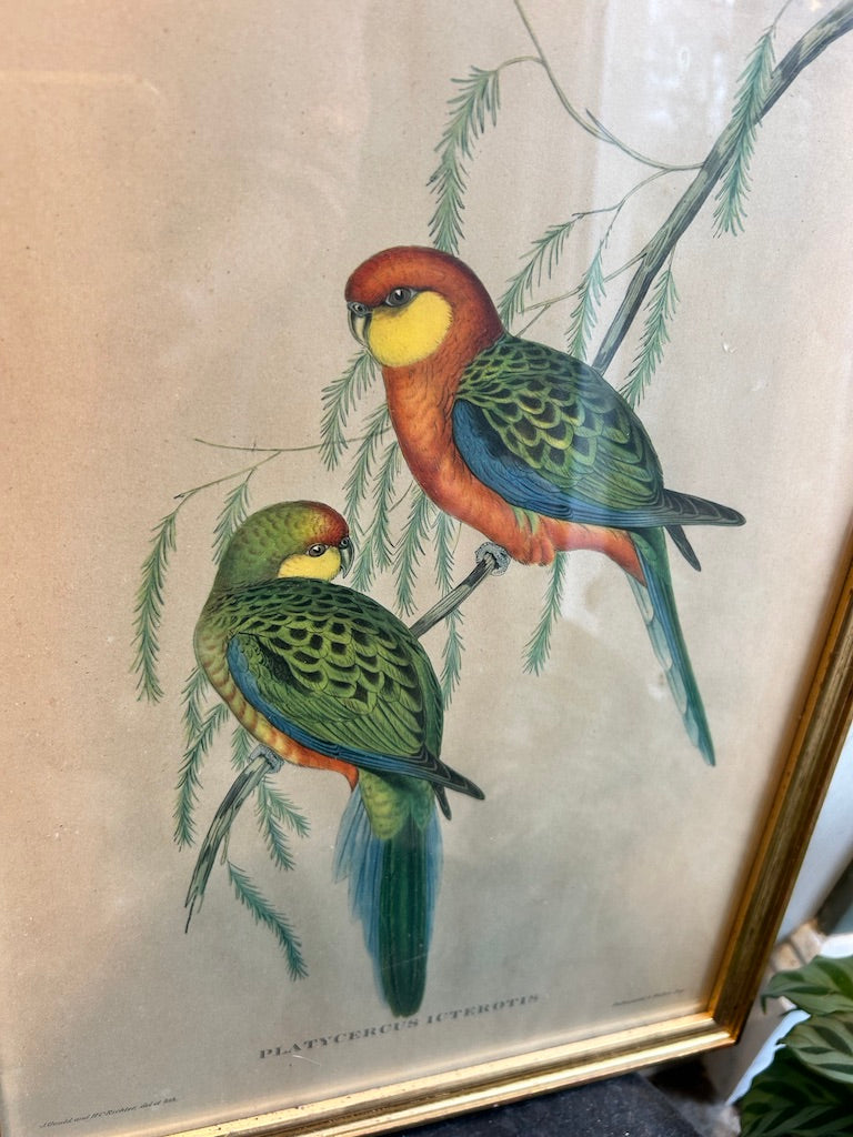 Vintage Parakeet Framed Print - Goulds The Birds of Australia