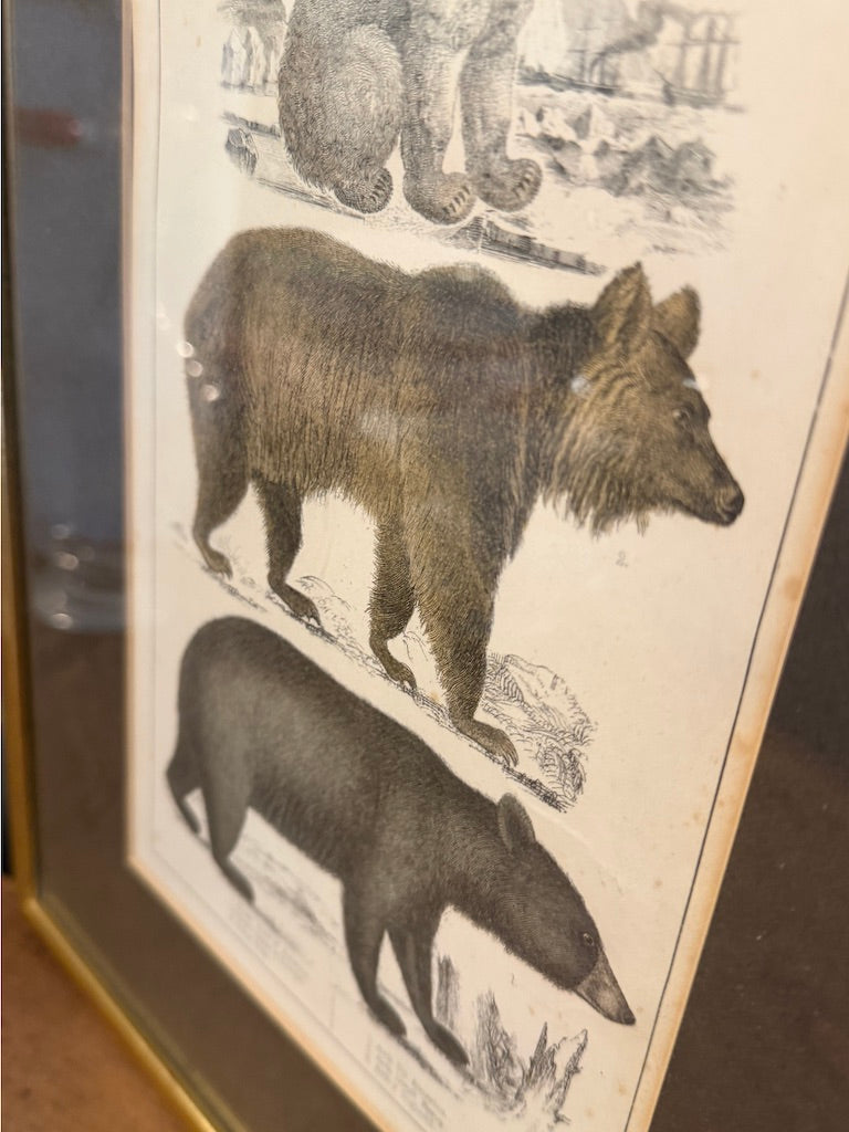 Vintage Framed Book Plate Print - Bear