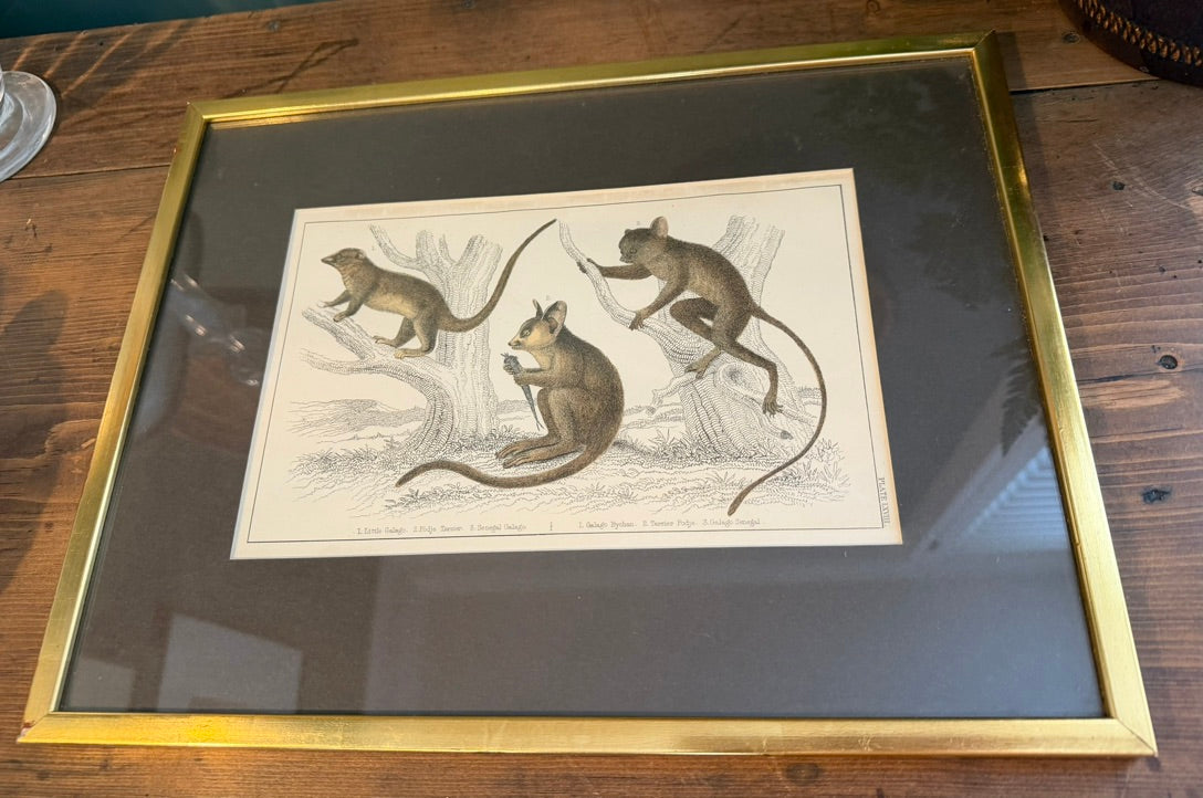 Vintage Framed Natural History Zoological Book Plate Print - Galagos