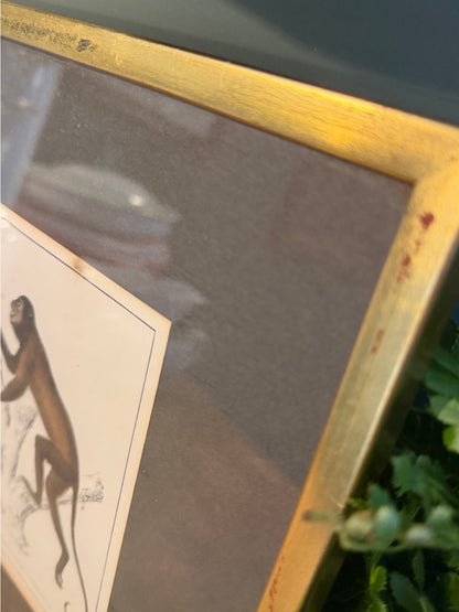 Vintage Framed Natural History Zoological Book Plate Print - Monkeys
