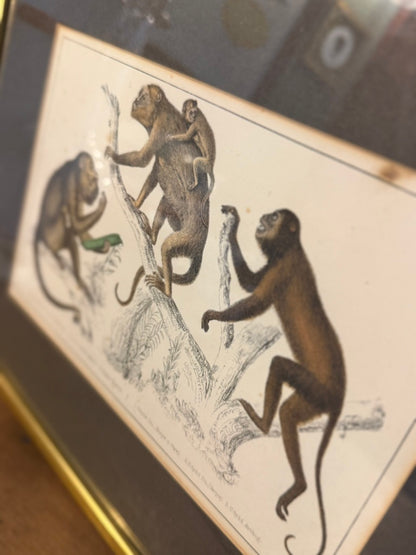 Vintage Framed Natural History Zoological Book Plate Print - Monkeys