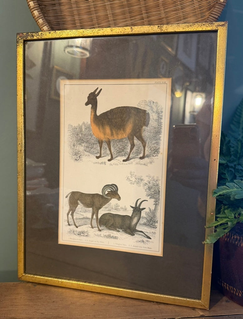 Vintage Framed Natural History Zoological Book Plate Print