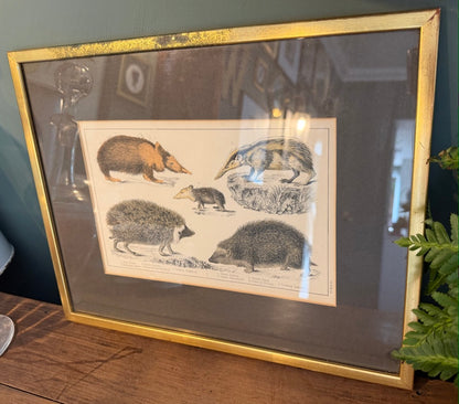 Vintage Framed Natural History Zoological Book Plate Print - Anteater, hedgehogs