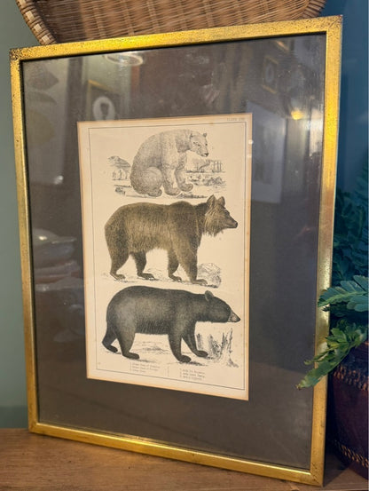Vintage Framed Book Plate Print - Bear