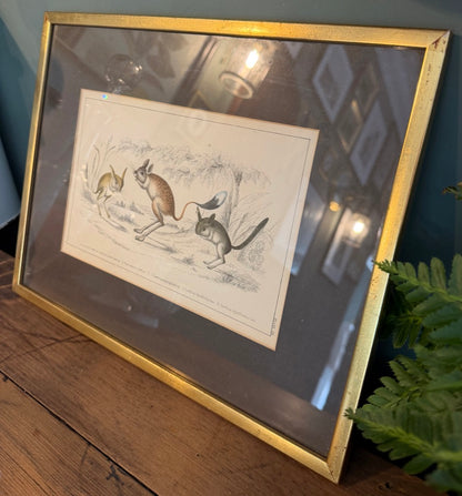 Vintage Framed Natural History Zoological Book Plate Print - Jerboa