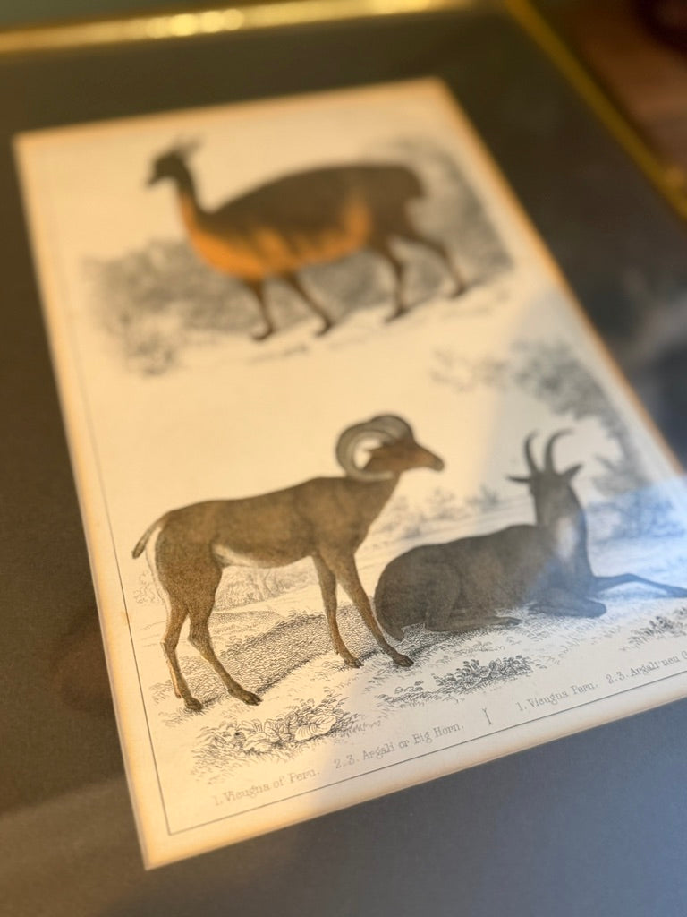 Vintage Framed Natural History Zoological Book Plate Print