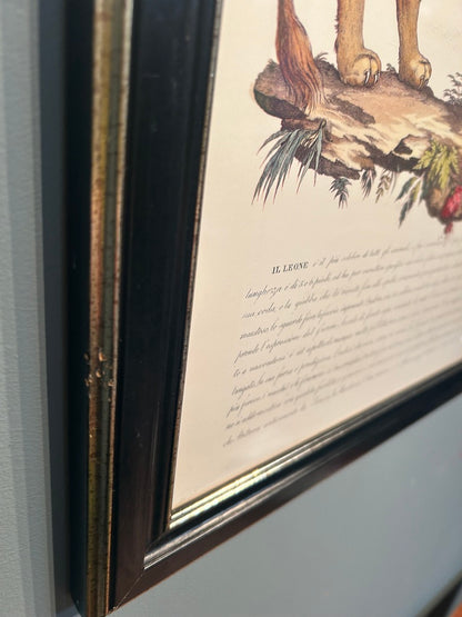 Vintage Zoological Italian Print - Framed