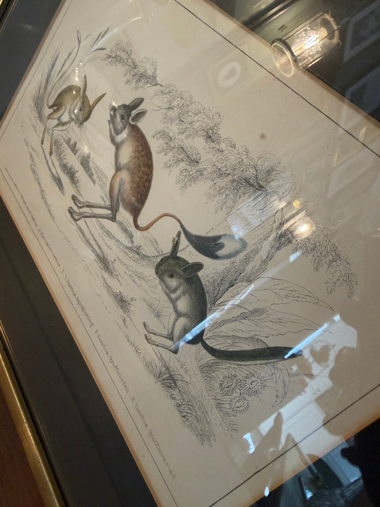 Vintage Framed Natural History Zoological Book Plate Print - Jerboa