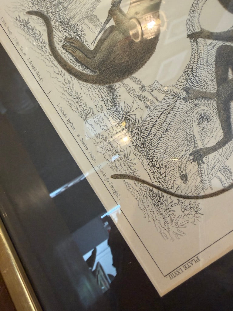 Vintage Framed Natural History Zoological Book Plate Print - Galagos