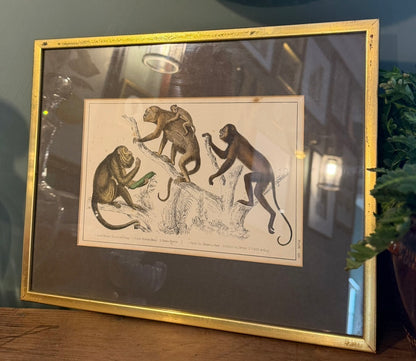 Vintage Framed Natural History Zoological Book Plate Print - Monkeys