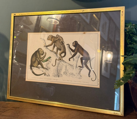 Vintage Framed Natural History Zoological Book Plate Print - Monkeys