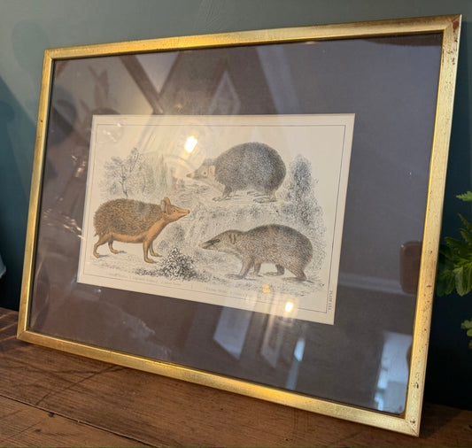 Vintage Framed Natural History Zoological Book Plate Print - Sengi & Tenrec