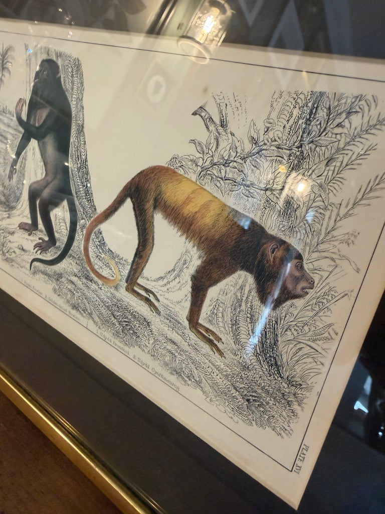 Vintage Framed Natural History Zoological Book Plate Print - Two primates