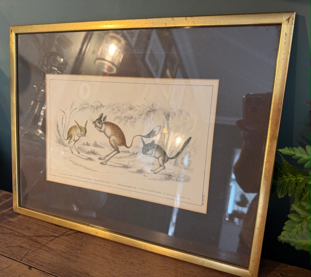 Vintage Framed Natural History Zoological Book Plate Print - Jerboa