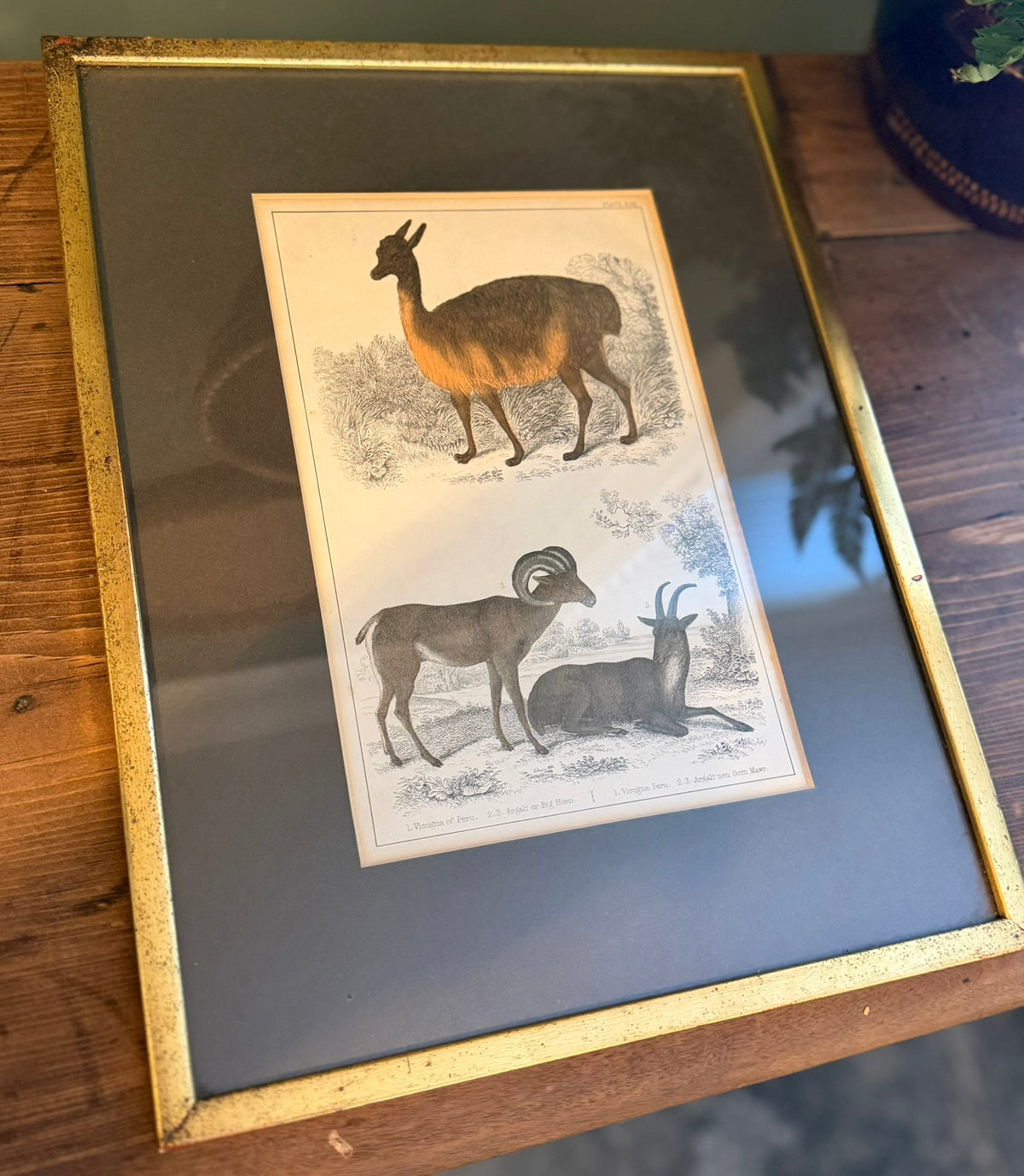 Vintage Framed Natural History Zoological Book Plate Print