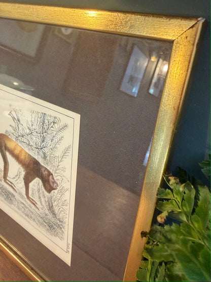Vintage Framed Natural History Zoological Book Plate Print - Two primates