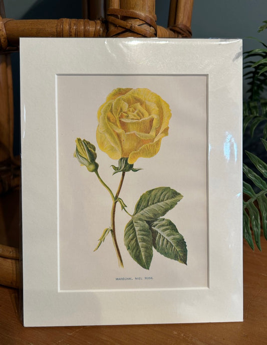 Botanical Mounted Print