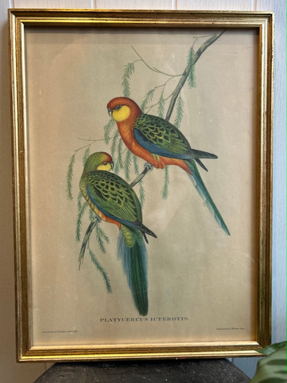 Vintage Parakeet Framed Print - Goulds The Birds of Australia