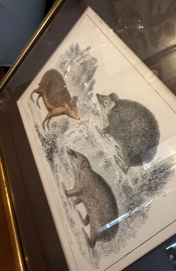 Vintage Framed Natural History Zoological Book Plate Print - Sengi & Tenrec