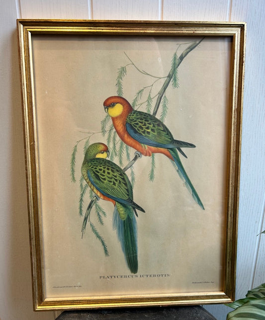 Vintage Parakeet Framed Print - Goulds The Birds of Australia