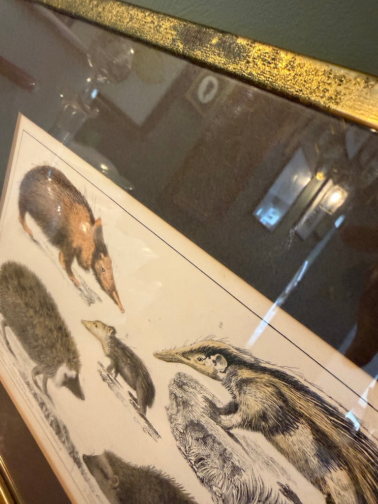 Vintage Framed Natural History Zoological Book Plate Print - Anteater, hedgehogs