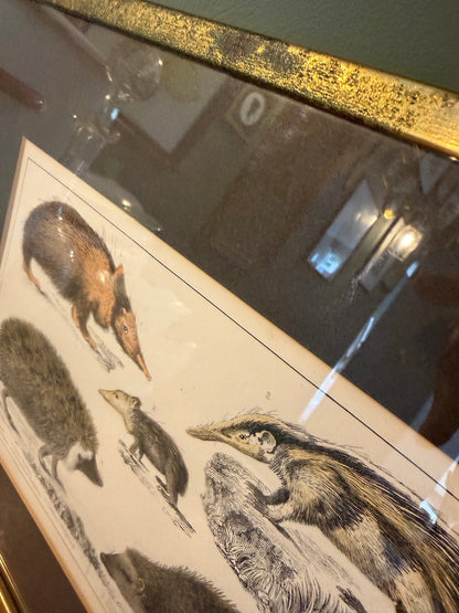 Vintage Framed Natural History Zoological Book Plate Print - Anteater, hedgehogs