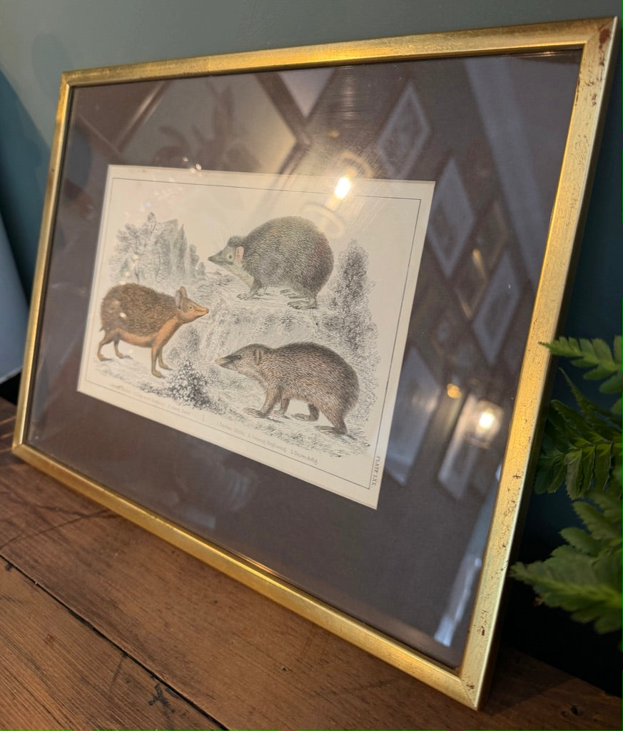 Vintage Framed Natural History Zoological Book Plate Print - Sengi & Tenrec