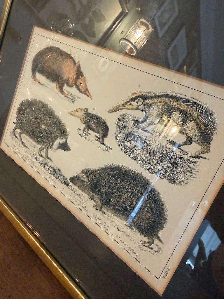 Vintage Framed Natural History Zoological Book Plate Print - Anteater, hedgehogs