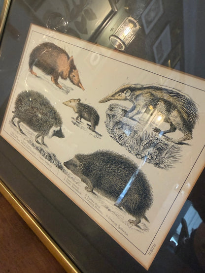 Vintage Framed Natural History Zoological Book Plate Print - Anteater, hedgehogs