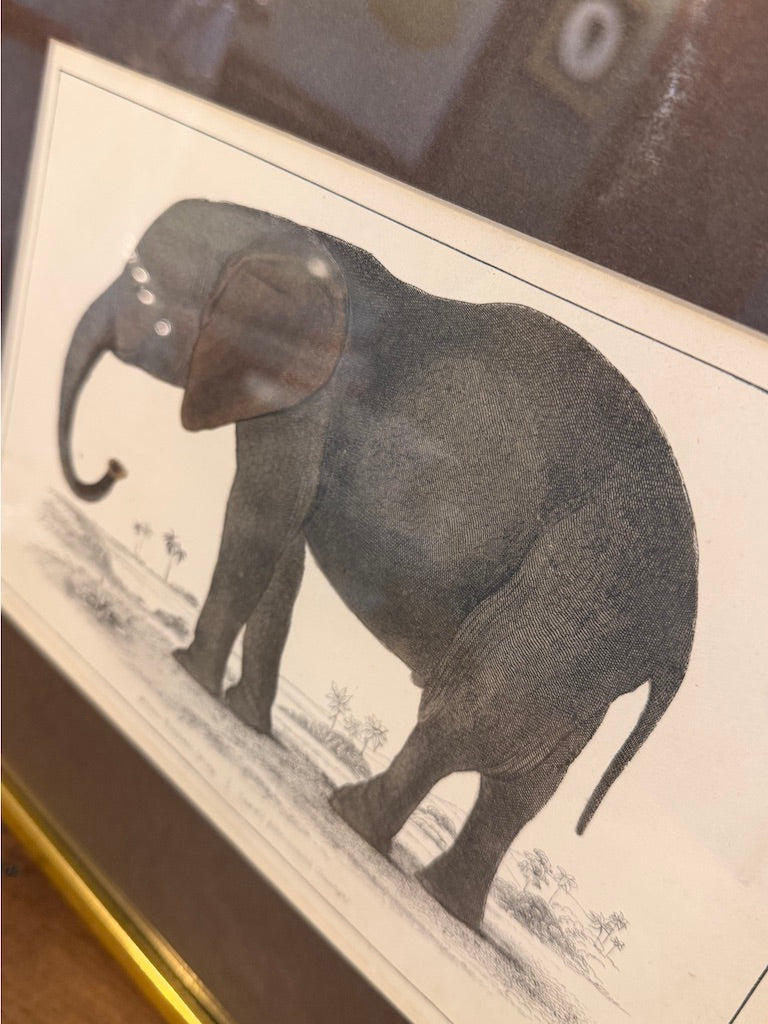 Vintage Framed Natural History Zoological Book Plate Print - Elephant