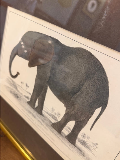Vintage Framed Natural History Zoological Book Plate Print - Elephant